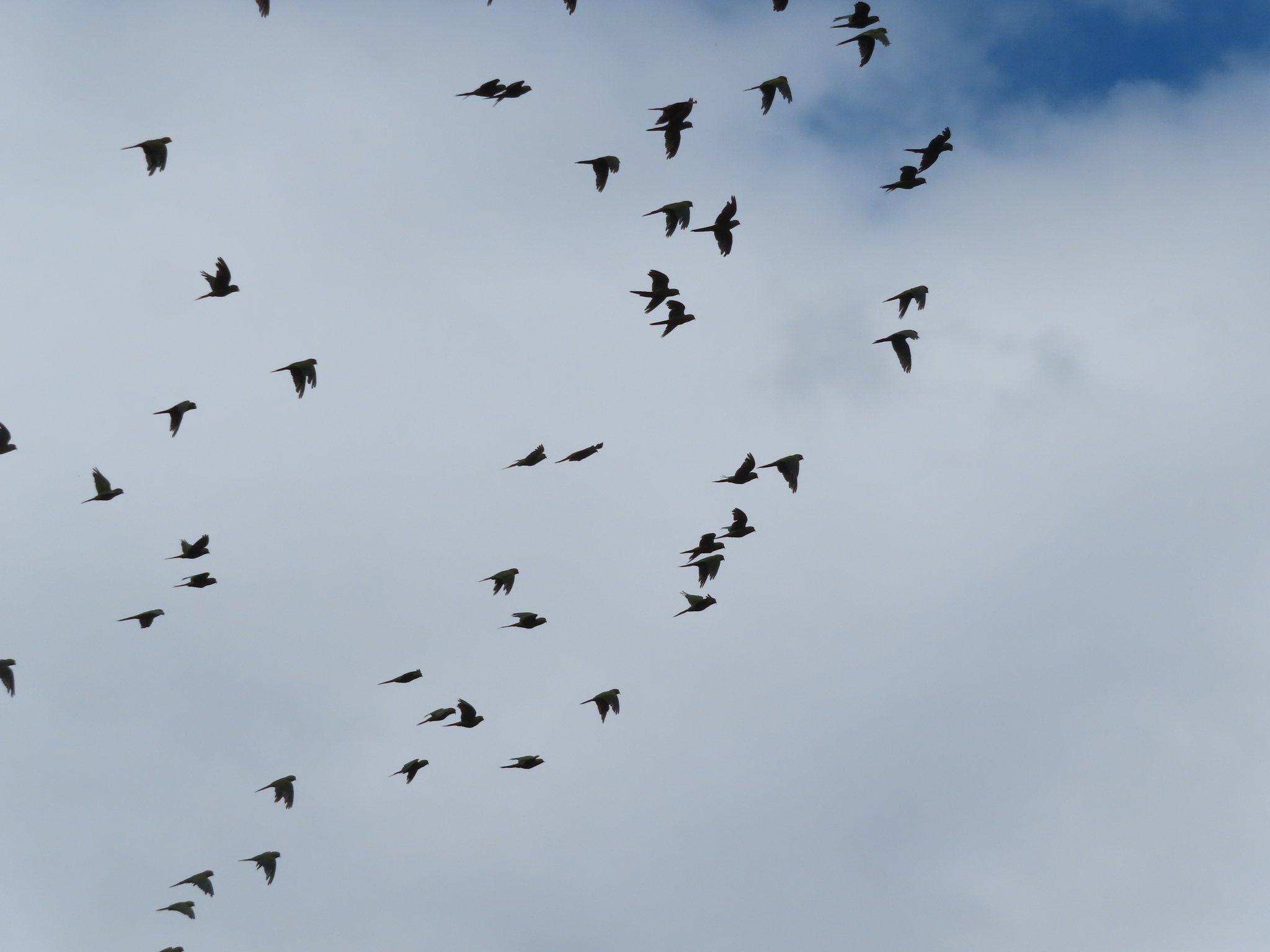Slender-billed Parakeet (Enicognathus leptorhynchus), photo 3
