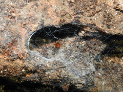 Loxosceles yucatana