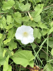 Calystegia silvatica