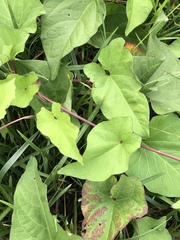 Calystegia silvatica
