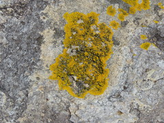 Candelina submexicana