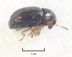 Diachus auratus