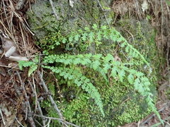 Asplenium incisum