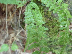 Asplenium incisum