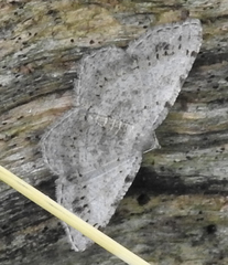 Digrammia ocellinata