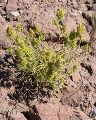 Cordylanthus ramosus