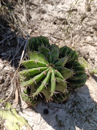 Acanthocalycium rhodotrichum, photograph 3