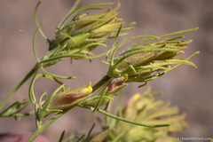 Cordylanthus ramosus