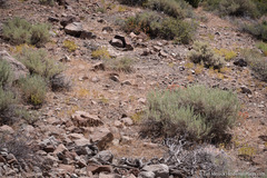 Cordylanthus ramosus