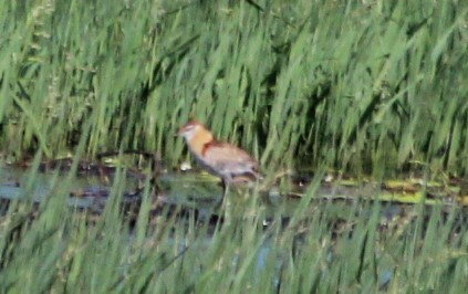 Lesser Jacana (Microparra capensis), photo 2