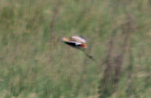 Lesser Jacana (Microparra capensis), photo 8