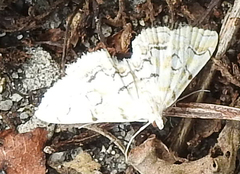 Elophila icciusalis