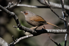 Streaked Laughingthrush photo 5