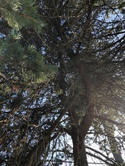 Pinaceae