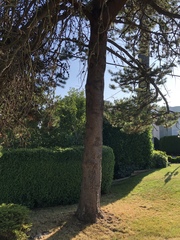Pinaceae