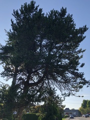 Pinaceae