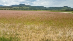 Persicaria