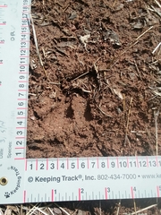 Odocoileus virginianus couesi