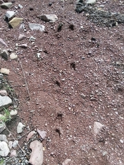 Odocoileus virginianus couesi