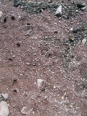 Odocoileus virginianus couesi