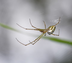 Leucauge granulata