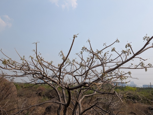 Image of Lannea coromandelica by (c) Ravuri Krishna Chaitanya, some rights reserved (CC BY)