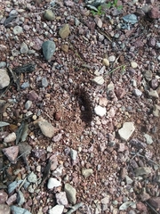 Odocoileus virginianus couesi