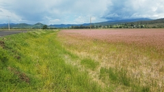 Persicaria