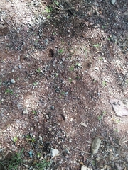 Odocoileus virginianus couesi