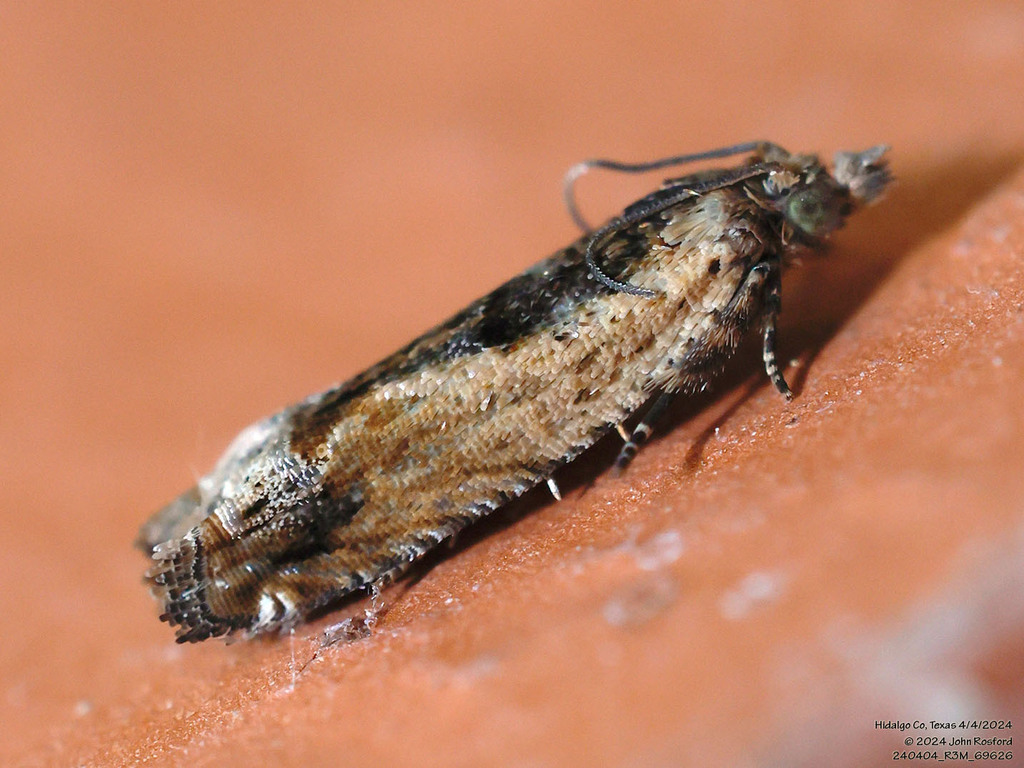Cotton Tipworm Moth