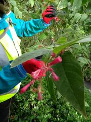 Cestrum fasciculatum