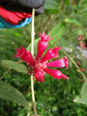 Cestrum fasciculatum