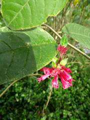 Cestrum fasciculatum