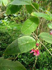 Cestrum fasciculatum