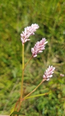 Persicaria