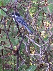 Poecile atricapillus