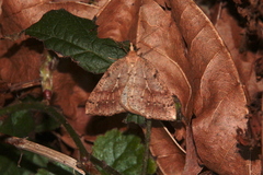 Thallophaga hyperborea