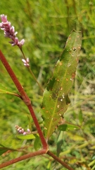 Persicaria