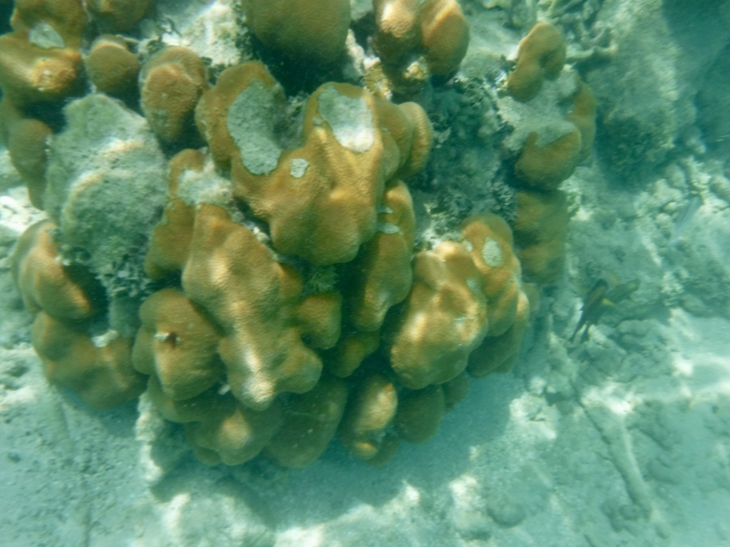 Photo of Boulder star coral (Orbicella annularis)
