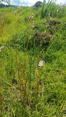 Persicaria