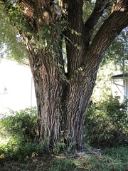 Ulmus pumila