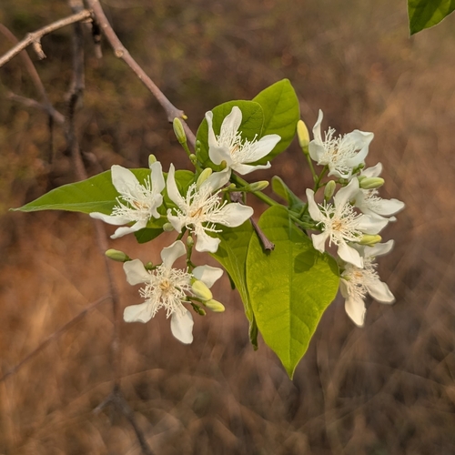 Image of Wrightia tinctoria by (c) Ravuri Krishna Chaitanya, some rights reserved (CC BY)