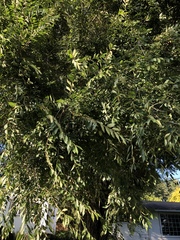 Ulmus pumila