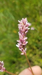 Persicaria