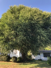 Ulmus pumila