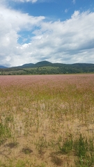 Persicaria