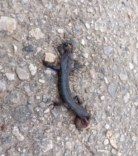 Dunai Tarajosgőtét, Triturus dobrogicus