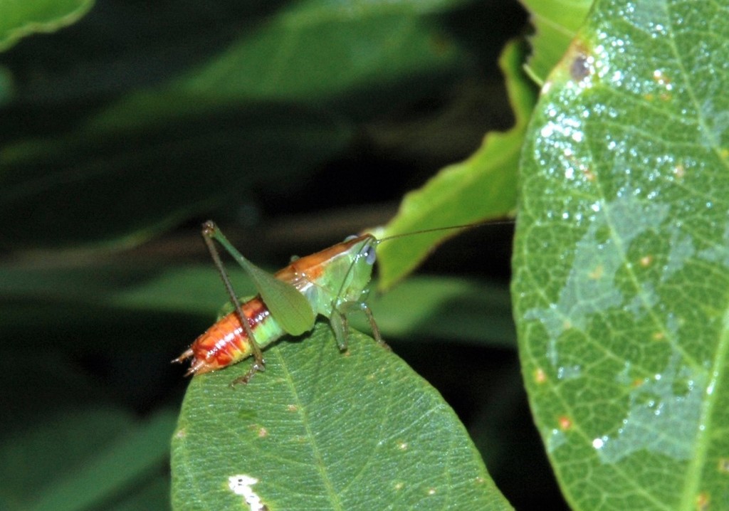 Wingless Meadow Katydid