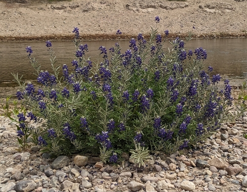 Image of Big Bend Bluebonnet (Lupinus havardii) by (c) David Garza, some rights reserved (CC BY)