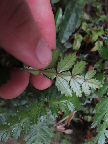 Image of Weinmannia trichosperma by (c) Eric Schmidt, some rights reserved (CC BY)
